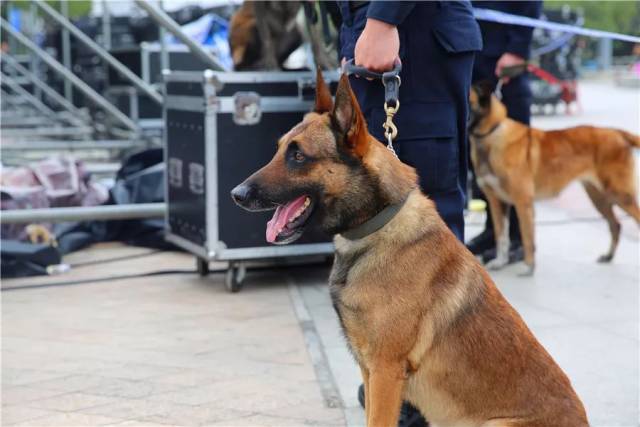 近距离观察帅萌警犬