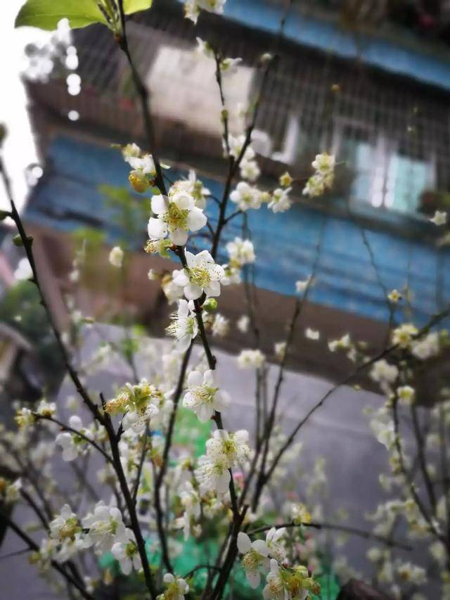 越秀|梅花村街赏梅攻略来了!除了梅花村,这几处也有暗香浮动