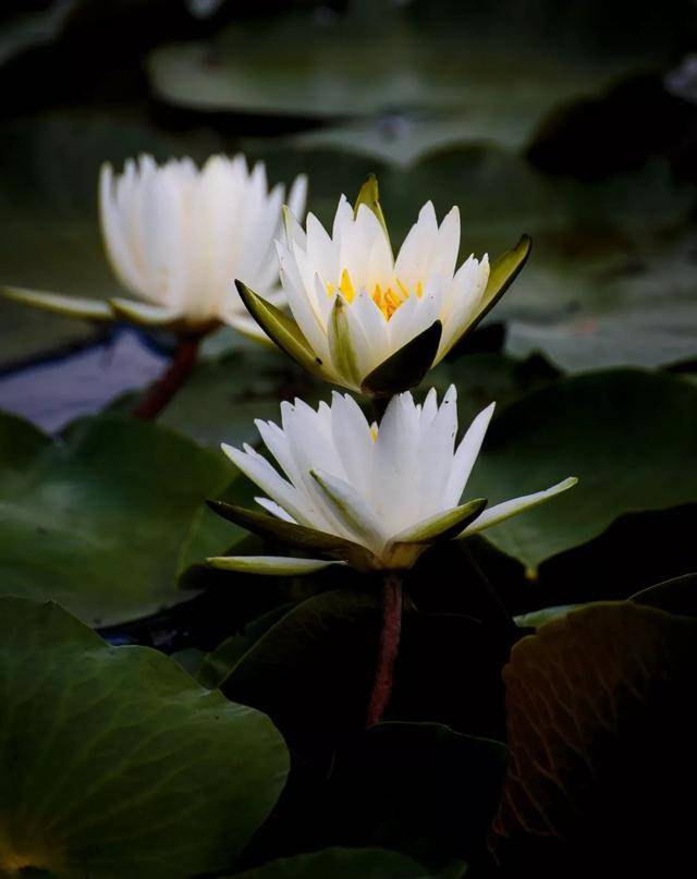 好一朵白莲花.