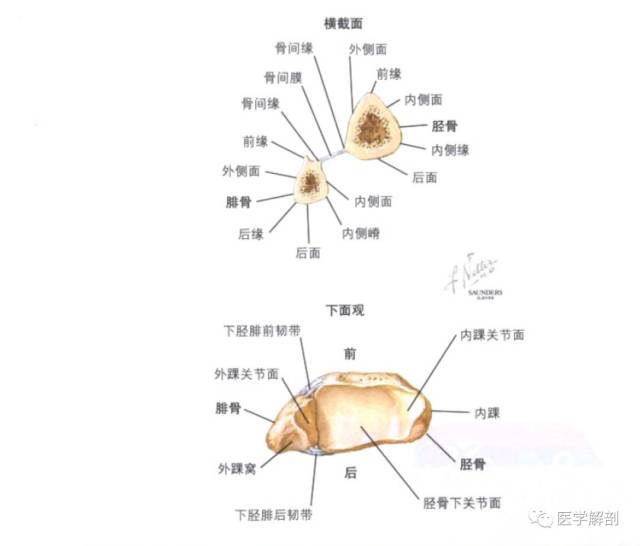 小腿骨(胫腓骨)解剖图谱