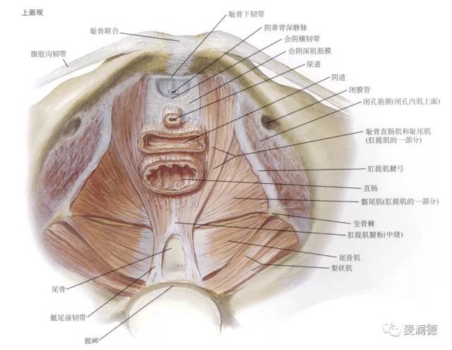 medlander 盆底和子宫,相爱相杀 耻骨阴道肌,耻骨直肠肌,耻尾肌和髂尾