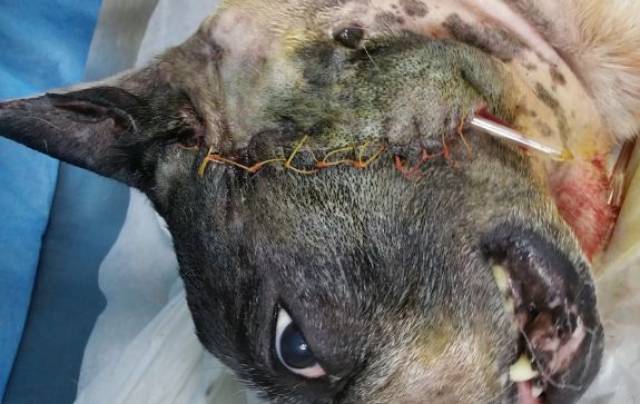 精华病例吐血分享:一例犬耵聍腺瘤