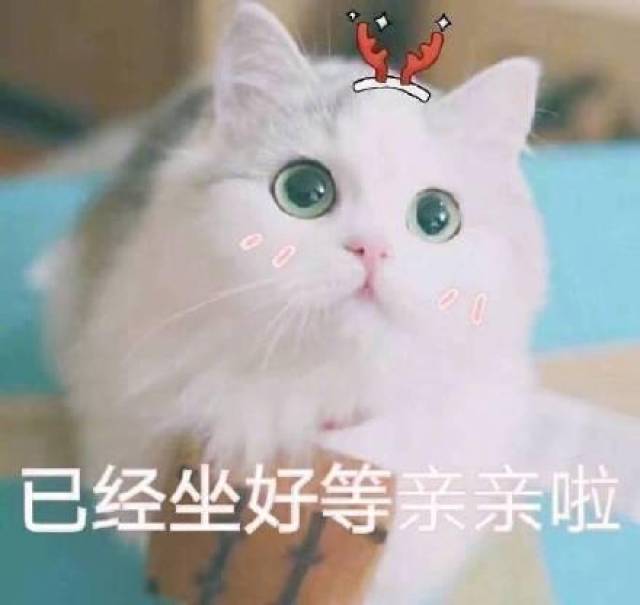 猫咪表情包撩老公系列:爱你呦,我好想你