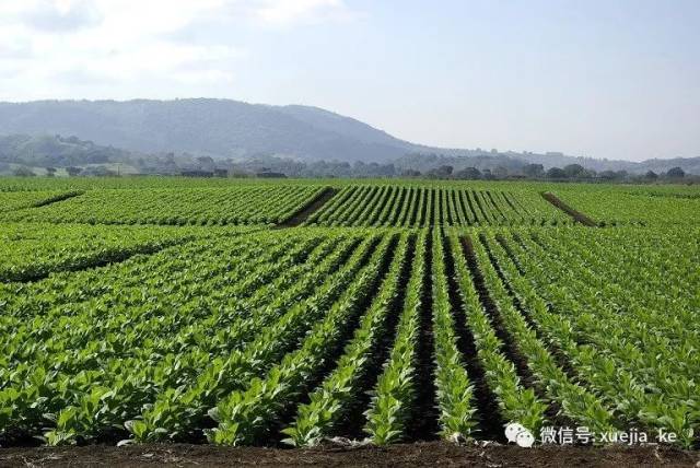 比纳德里奥省传统就是古巴雪茄烟叶的核心产区,这个位置不仅降雨量