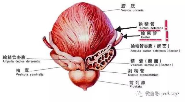 大话大肠癌第二季第一集合并精囊腺切除的t4b直肠癌根治术