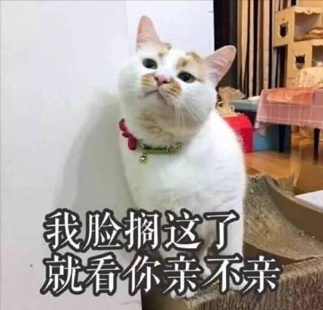 猫咪表情包撩老公系列:爱你呦,我好想你