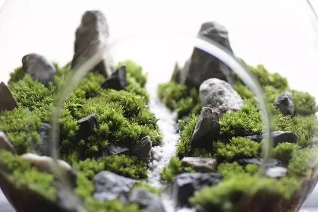 养苔藓的常识,要留心观察苔藓向你发出的浇水信号!