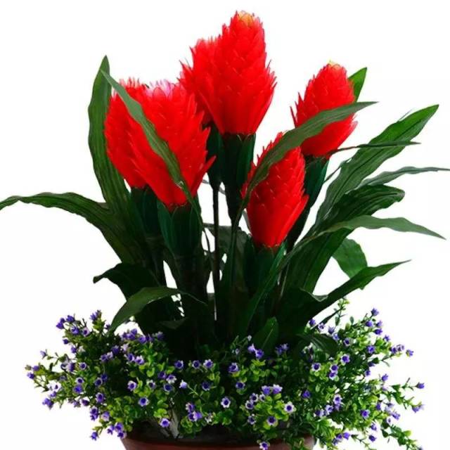 春节将至,寓意美好的5种花卉盆栽,你家里准备了吗?