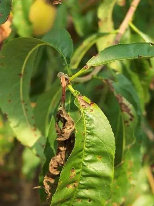 梨小食心虫成虫 时间:5月上旬(花瓣脱落80 主要防治对象:梨小,桃蚜