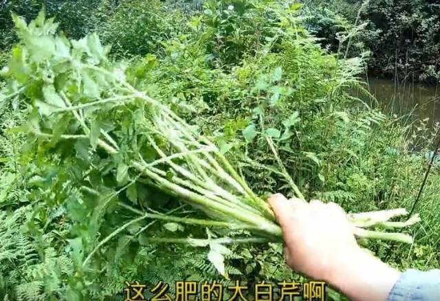 云南大山深处各种野菜野果,边摘边吃,一大片大白芹你见过没