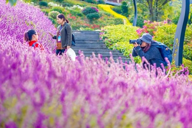 大量外来人口对攀枝花杨花_攀枝花花图片(2)