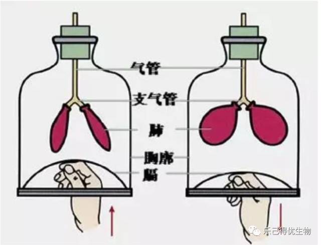 肺与外界的气体交换原理 呼吸运动(吸气和呼气)与呼吸肌有关.