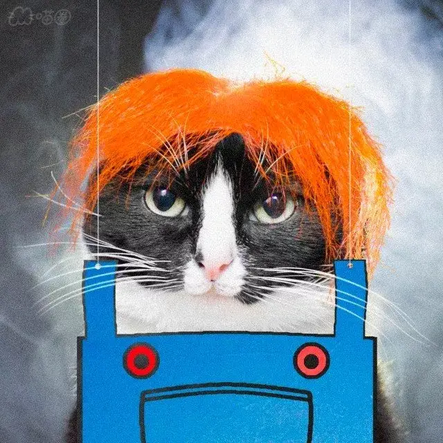 猫咪咬人怎么办? 幼猫篇