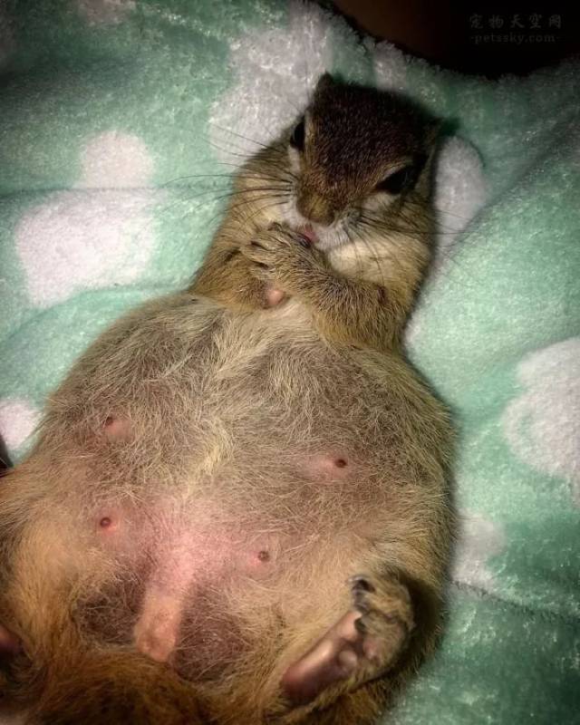 网友救一只野生的松鼠宝宝,它习惯与人类共同生活,不肯离开