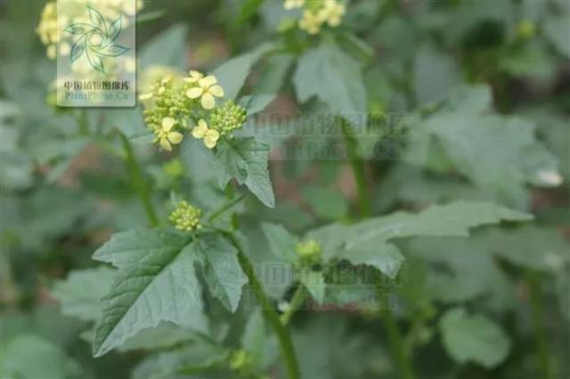 芥子为十字花科植物白芥或芥的干燥成熟种子.