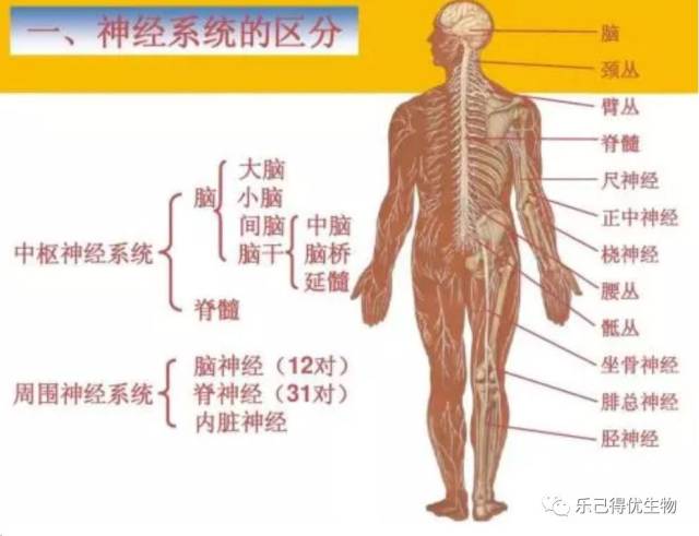 初中生物知识点之生物圈中的人