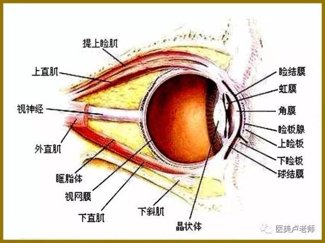 眼结膜与术后结膜脱垂的处理