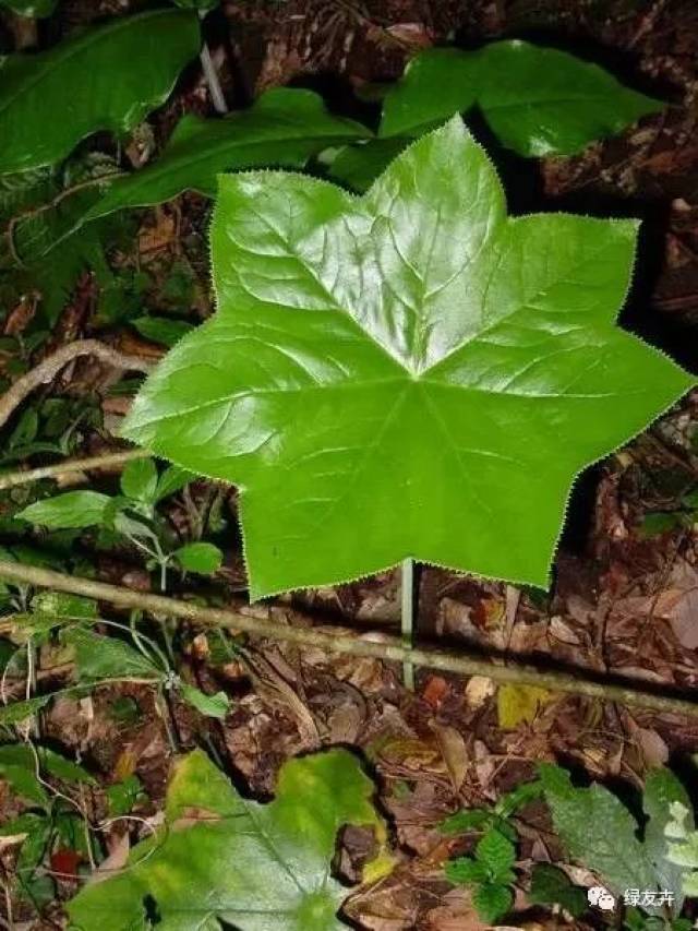 据说抗癌能力最强的十大植物