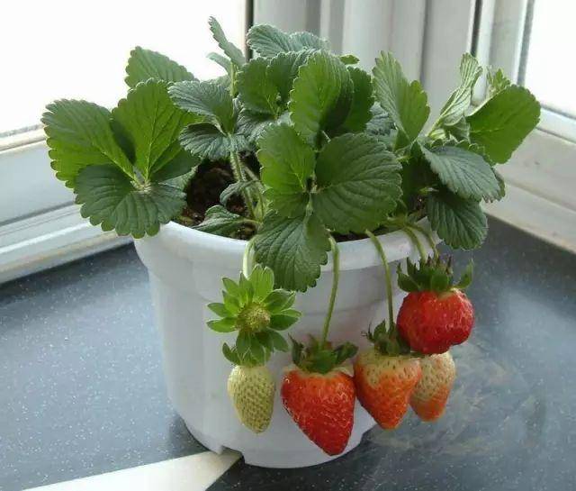 在家种草莓的方法,太简单了
