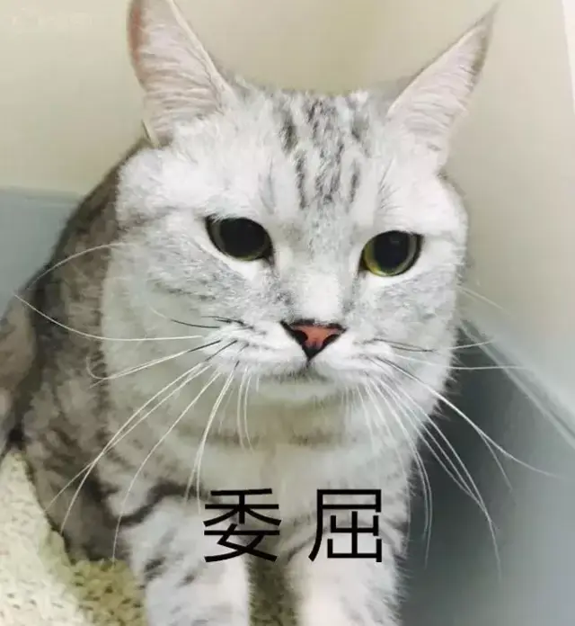 猫咪咬人怎么办? 幼猫篇