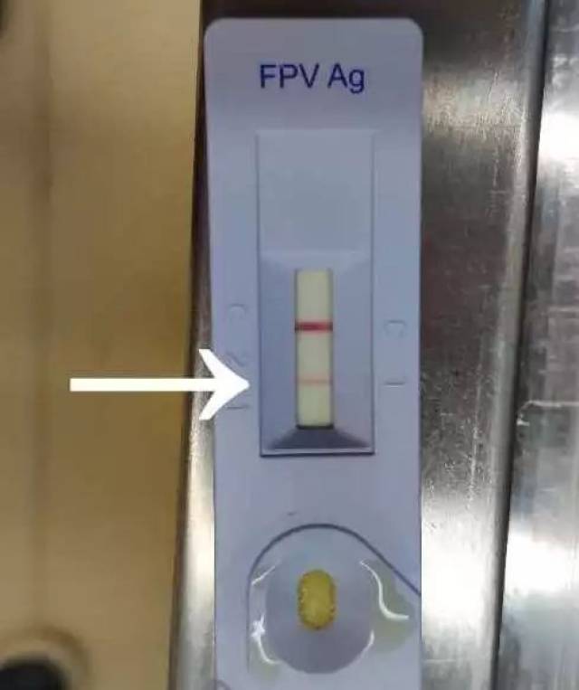 医生对大乖进行了病毒测试,发现大乖猫瘟病毒(fpv)呈阳性.