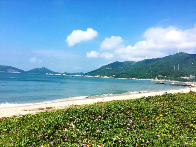 下川岛的海滩上生长了很多紫色的马蹄莲,紫色的花,远方是湛蓝的海