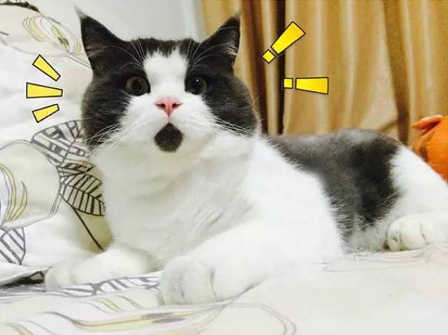 英国短毛猫 banye,嘴下有块黑色的毛,因此总是一副吃惊的表情,被称为