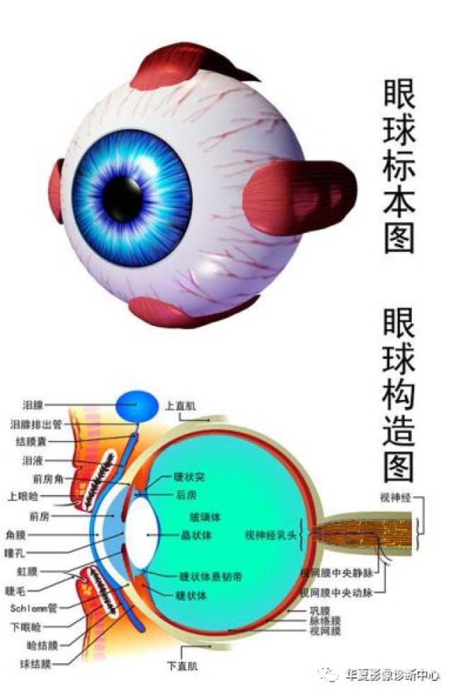 Ⅰ→筛孔 Ⅱ→视神经管 Ⅲ→眶上裂 注: (1)眼球壁分为内层,中层和