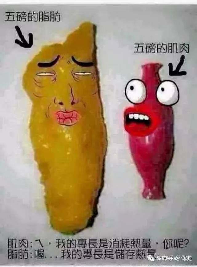 15张图让你看懂脂肪与肌肉