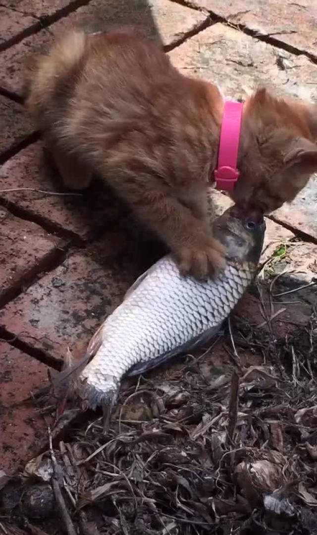 好心人给流浪猫买条大鱼,小猫吃着费力,网友:就不能换条小的?