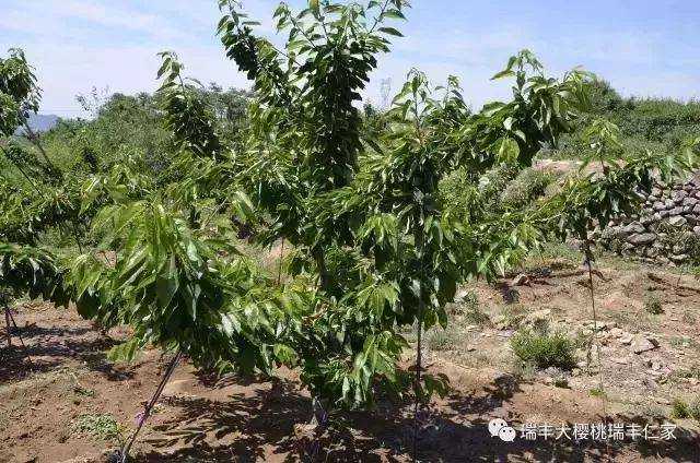 大樱桃树当前主要树形及理论!如何维持良好树形