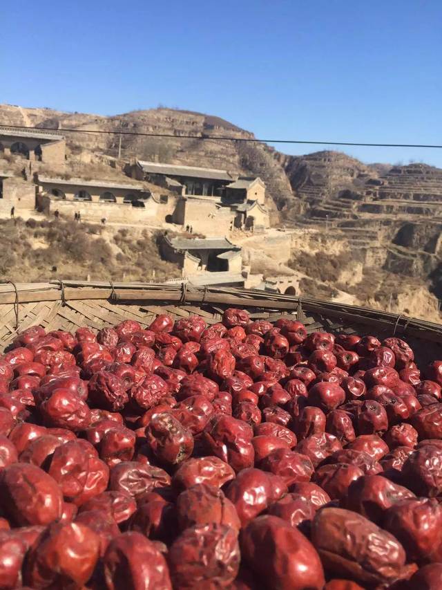 有没有一种枣天然健康还好吃 临县黄河滩枣  生长在黄河滩边 当地枣