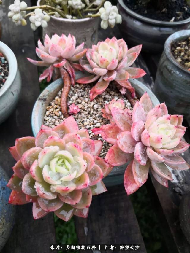 丝绸面纱,好看又好养的多肉植物!