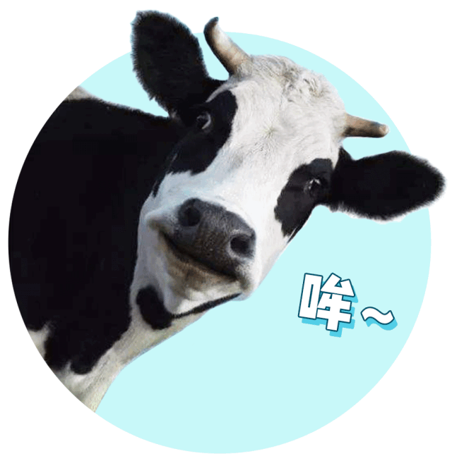 奶牛就在那随意奔跑,晒太阳…… 唉……人活得不如动物系列 产出来的