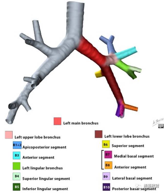 解剖丨支气管,肺段分布