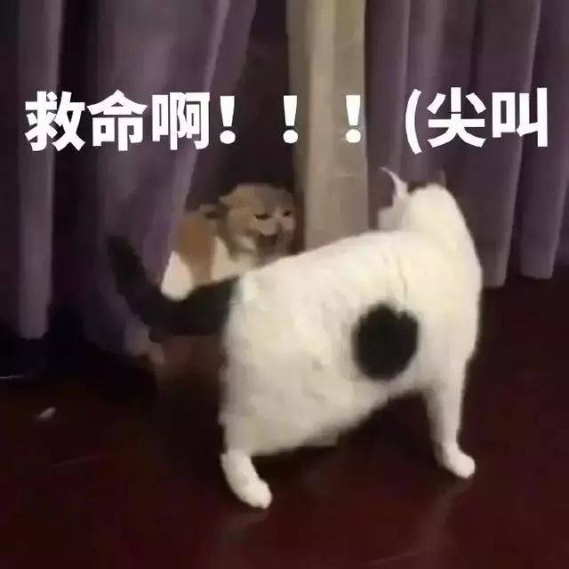 表情包:我太完美了,你配不上我