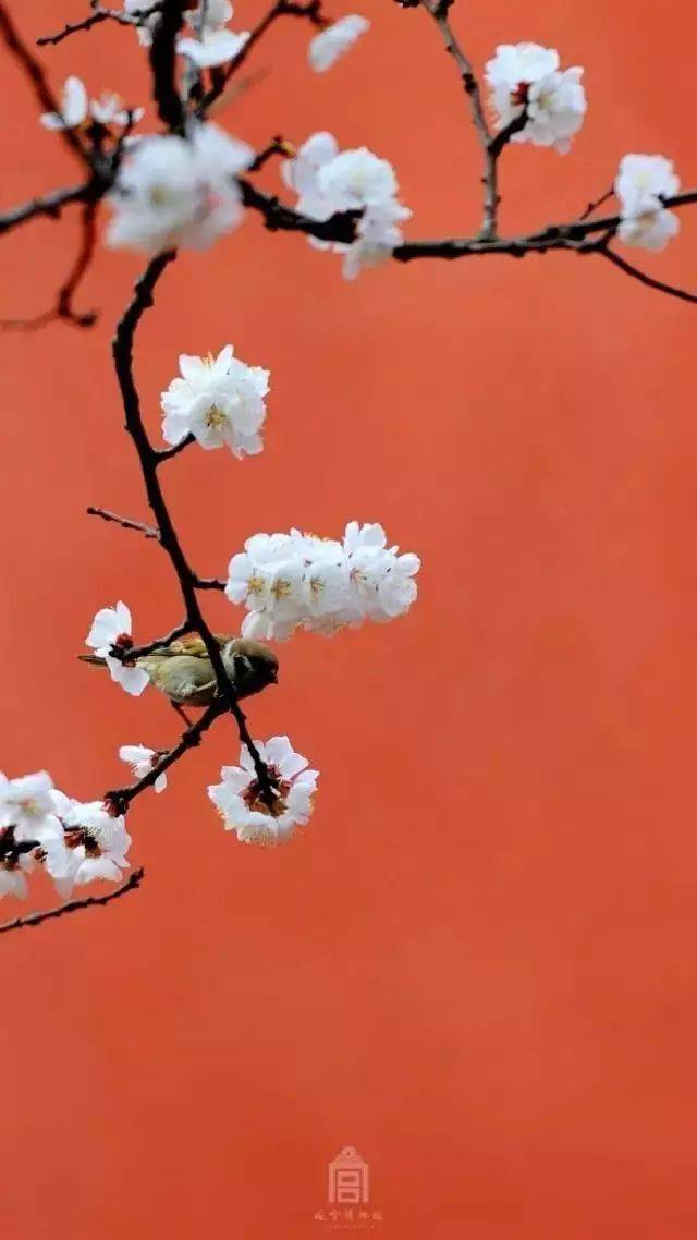 故宫花事|一开花,故宫就美成了御花园!