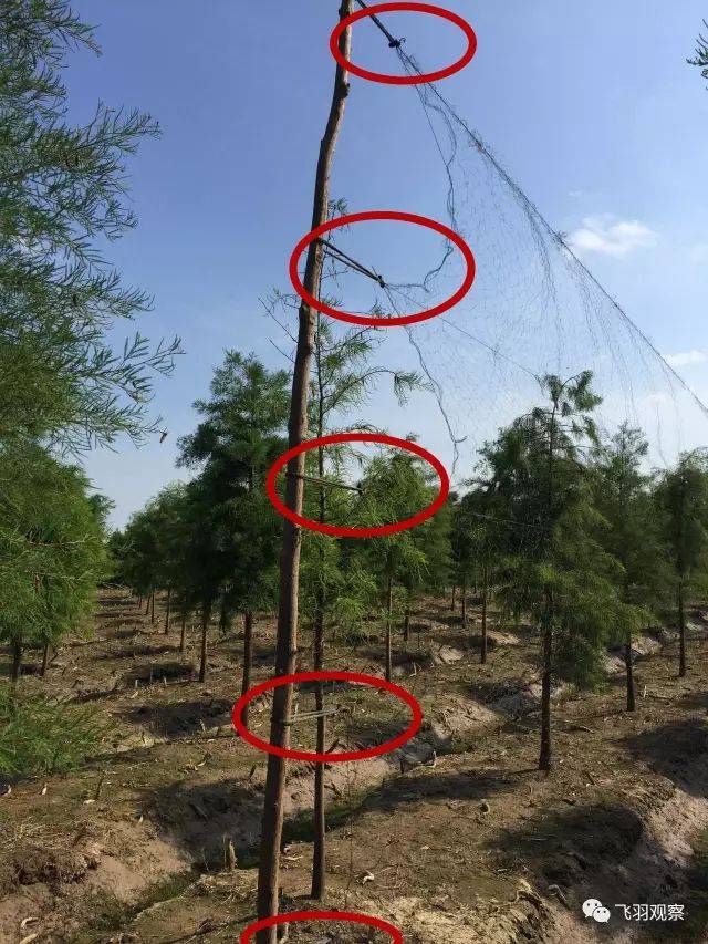 鸟网如何破?一个护鸟志愿者的速成手册