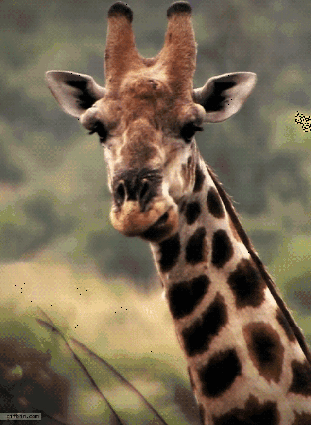 有人说长颈鹿脖子那么长,不是为了吃到树叶