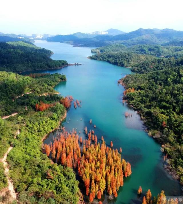 在中山五桂山腹地 石塘水库附近的水杉林 每年12月下旬至1月约一个月