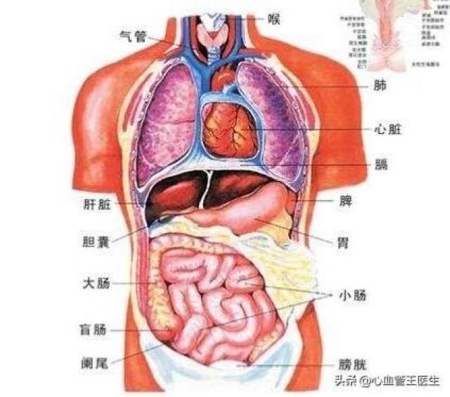 您知道自己心肝脾肺肾的位置吗?如果您知道,可能您开始老了. (原创)