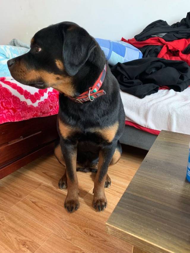 罗威纳犬身上的优点在它身上都没有,网友:养了只假的!