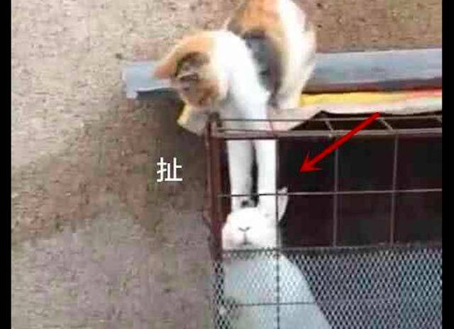 猫咪站在笼子上去抓兔子的头,却怎么也拎不起来,兔子:要窒息了