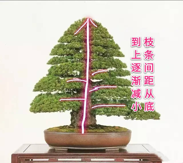 说到盆景枝条布局,大师有话说,学会这六点,盆景造型很