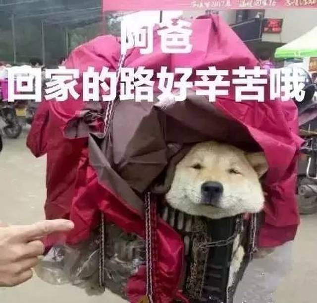 除了厦门北站可与地铁“无缝对接”外,这些铁路春运资讯你必须了