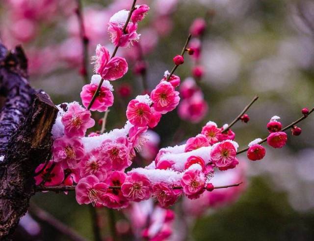 【诗词鉴赏】傲雪寒梅独自开