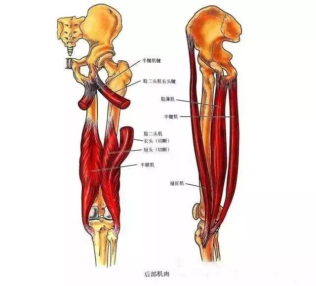 腘窝顶部由深腘筋膜形成;其底部包括股骨的腘面,膝关节后关节囊和腘肌