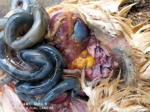鸡大肠杆菌感染的症状,鸡大肠杆菌症状,鸡大肠杆菌图片