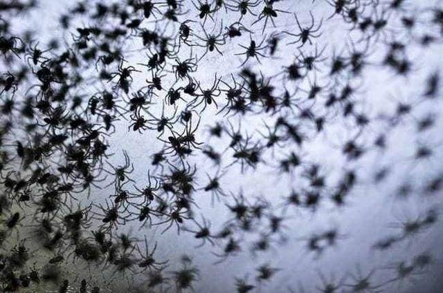 密集恐惧症慎入!巴西天空黑压压布满蜘蛛,真相令人细思极恐