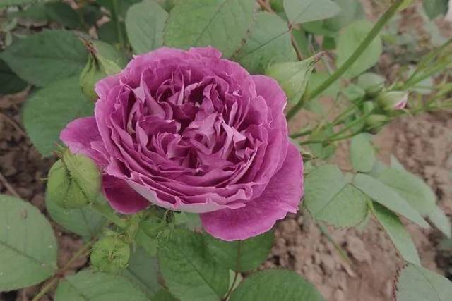 每日一花 月季花"合唱团:花开紫色,花瓣背面淡白色